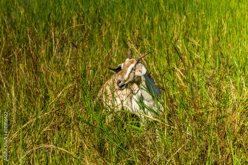 Goat in natural background photo