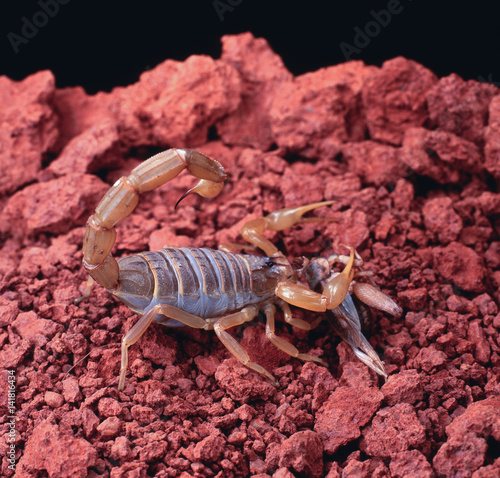 Buthus occitanus / Scorpion languedocien / Scorpion jaune