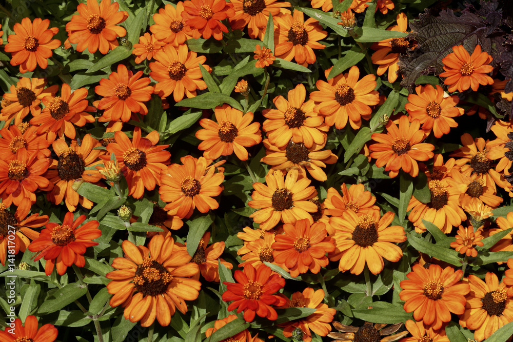 Zinnia elegans / Zinnia 'Profusion' Zinnia elegans / Zinnia 'Profusion'