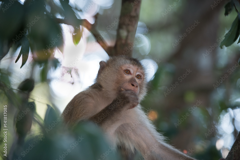 Monkey sitting on the tree and thinking.