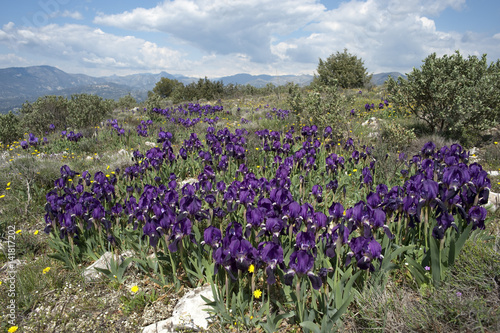 Iris lutescens / Iris des garrigues / Iris nain