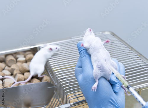 Researcher administered drug into the mice by intraperitoneal injection  photo