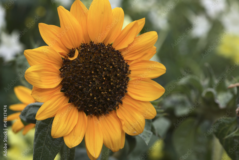 Naklejka premium Helianthus annuus / Tournesol 'Sonja' / Soleil