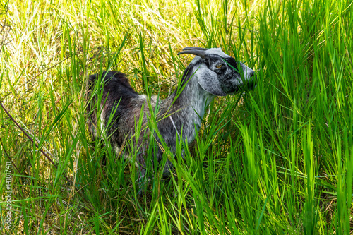 Goat in natural background