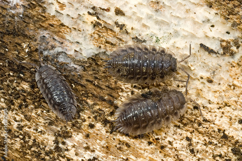 Porcellio scaber   Cloporte des caves   Isopose