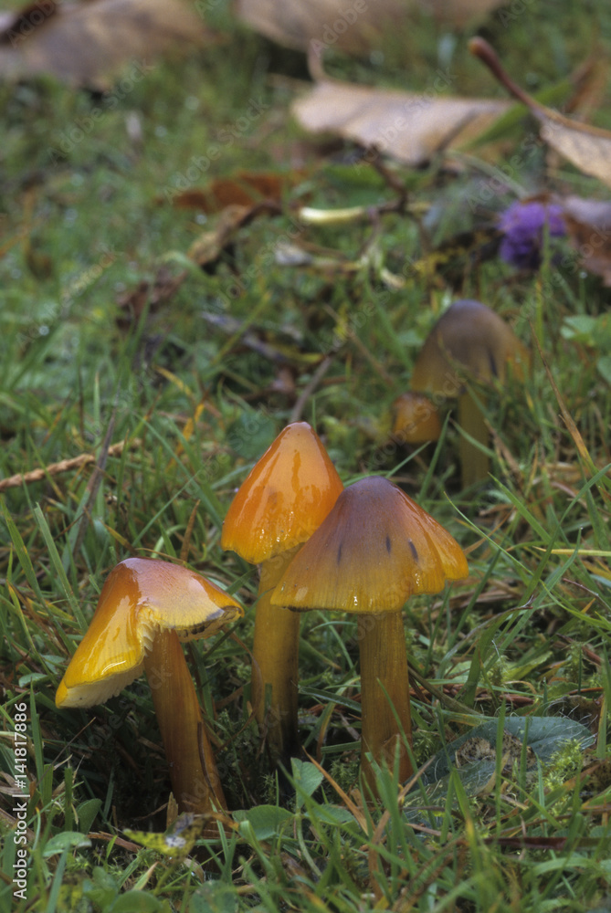 Hygrocybe conica / Hygrophorus conicus / Hygrophore conique Hygrocybe conica / Hygrophorus conicus / Hygrophore conique