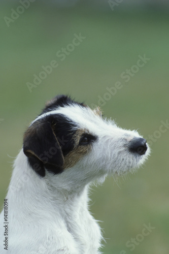 Chien / Race : Jack Russell Terrier / Chiot