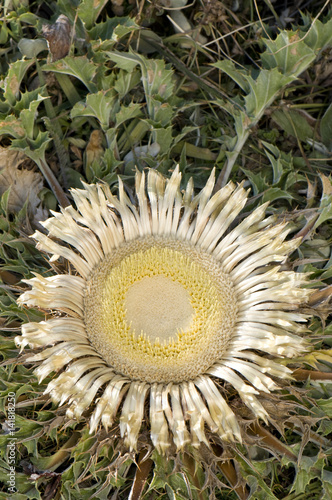 Carlina acanthifolia / Carline à feuilles d'acanthe photo