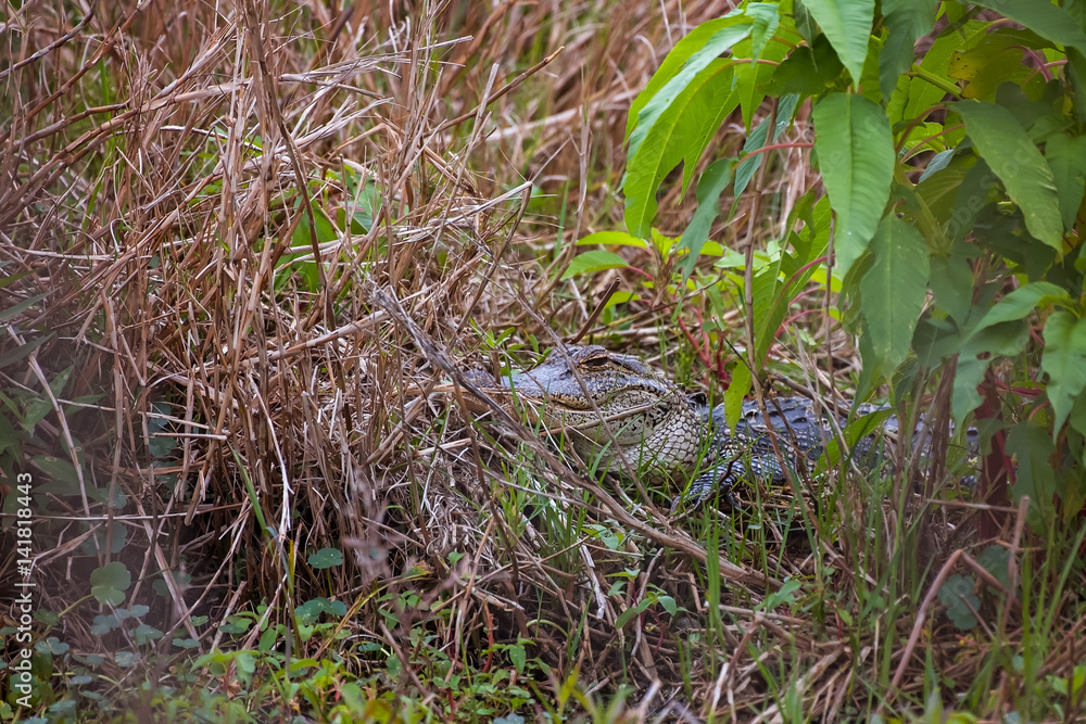 Young American Alligator (Alligator mississippiensis) hiding behind grasses