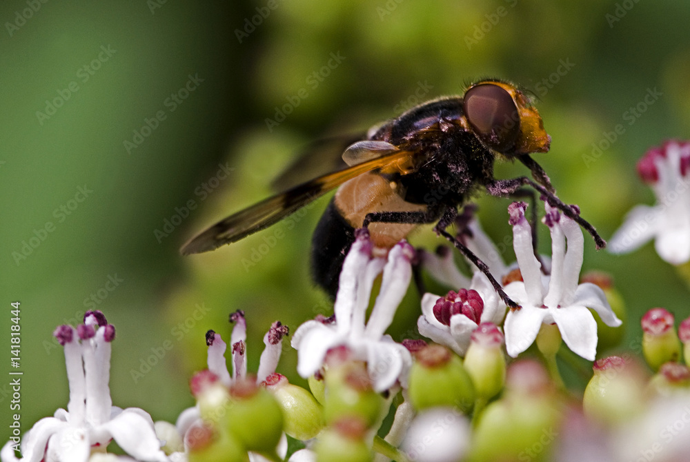 Volucella pellucens / Volucelle transparente Volucella pellucens / Volucelle transparente