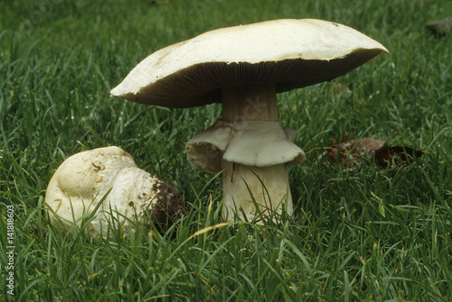 Agaricus macrosporus / Agaric à grandes spores photo