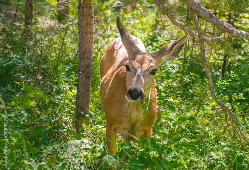 Doe Mule Deer browsing on forest underbrush
