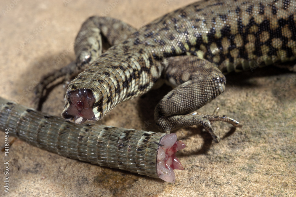 Fototapeta premium Podarcis muralis / Lézard des murailles