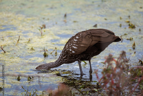 Limpkin (Aramus guarauna) hunting for food with it's head under water. photo