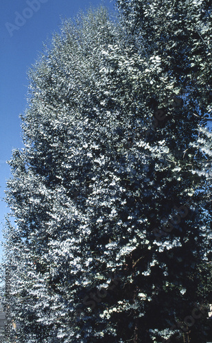 Eucalyptus gunnii / Gommier cidre photo