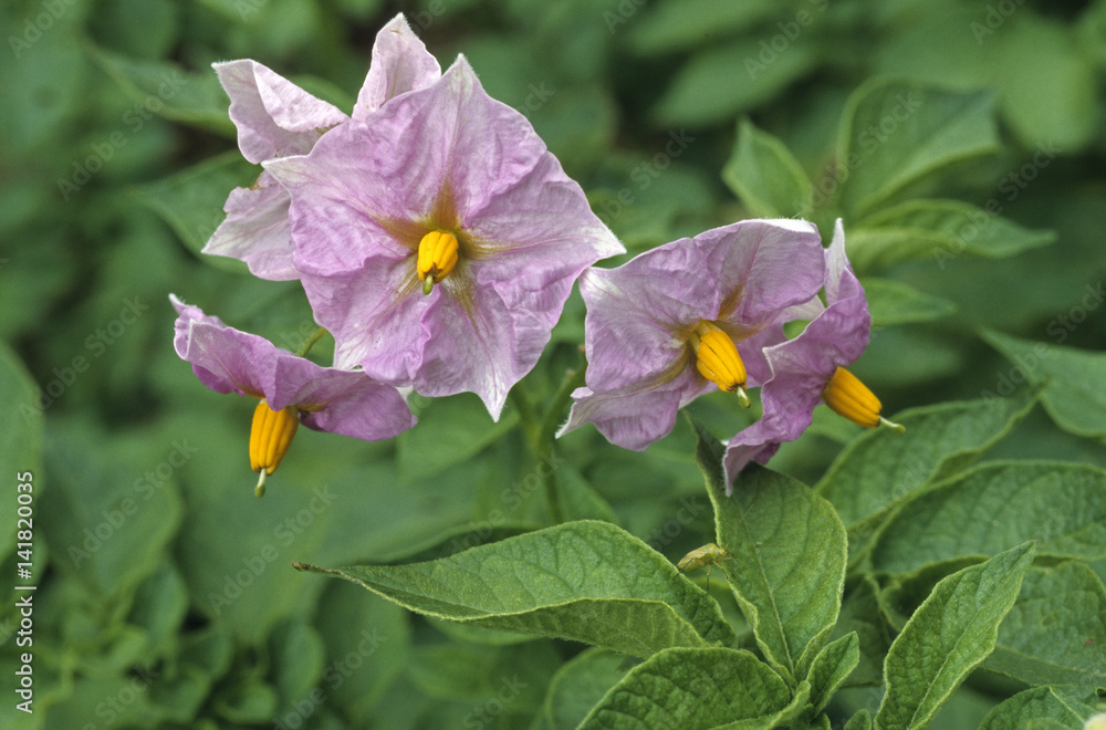 Solanum tuberosum / Pomme de terre Solanum tuberosum / Pomme de terre