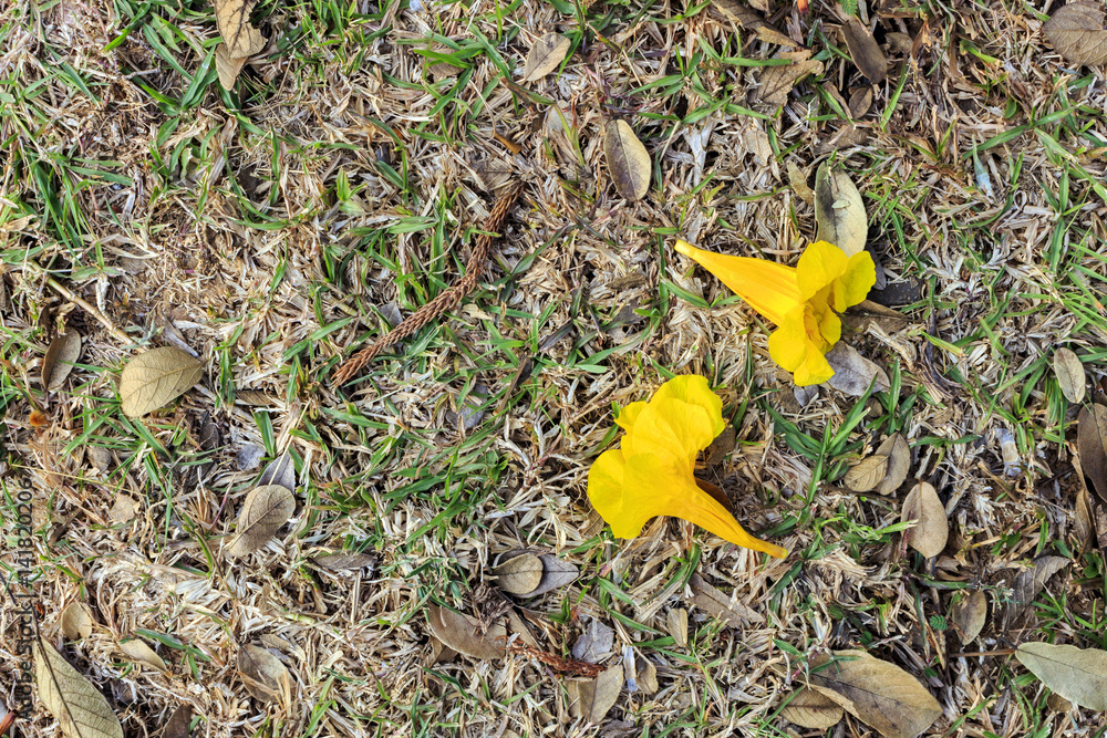 yellow flowers on the dry grass background yellow flowers on the dry grass background