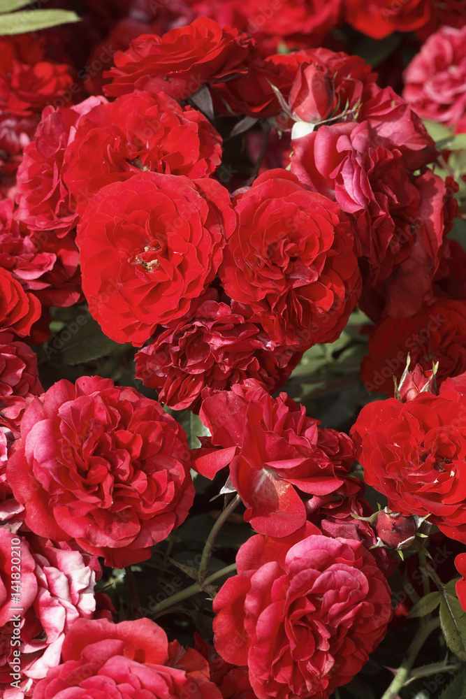 Rosa x / Rose 'Tilt Symphonie' Rosa x / Rose 'Tilt Symphonie'