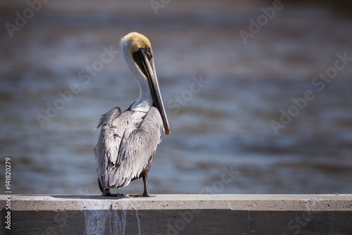 Brown Pelican (Pelecanus occidentalis) perched a concrete barrier