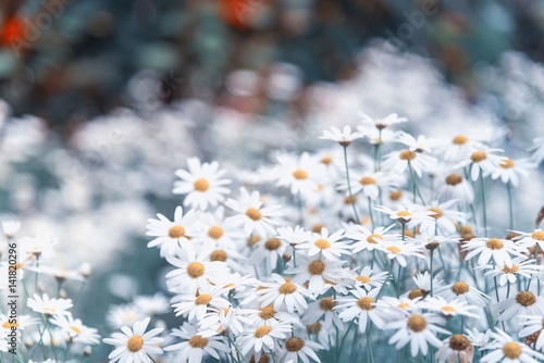 Beautiful wild flowers, image filter vintage