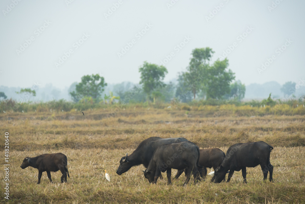 Buffalo in the field of Thailand Buffalo in the field of Thailand