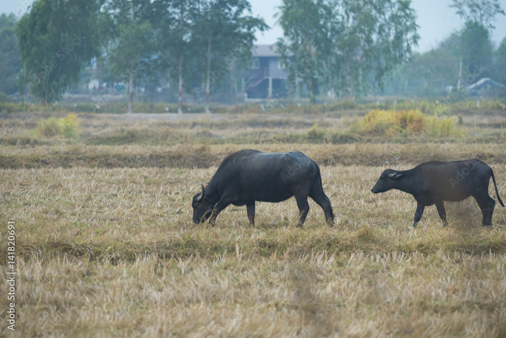 Buffalo in the field of Thailand Buffalo in the field of Thailand
