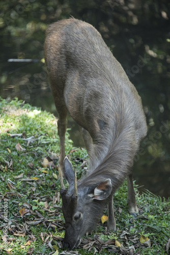 sambar deer