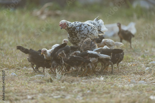 Hen with chicks in field su...