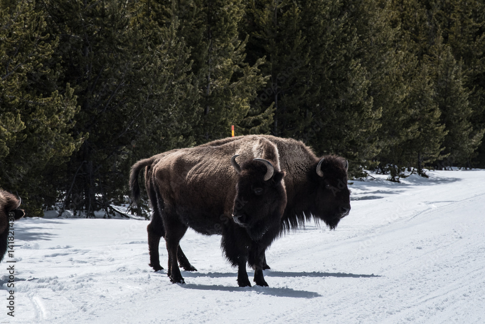 Bison in national park in the winter season Bison in national park in the winter season