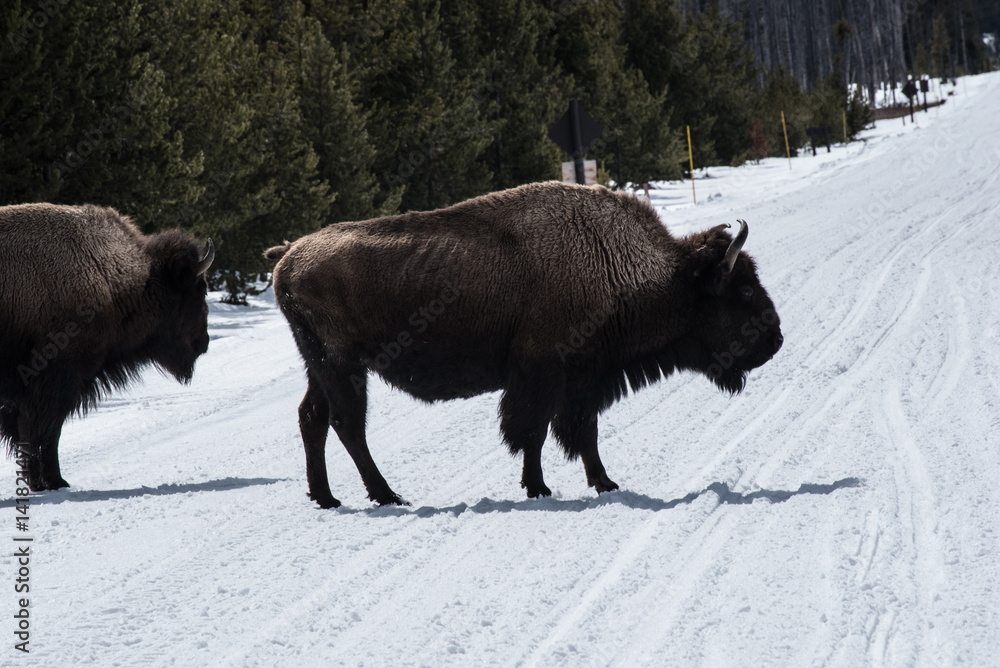 Bison in national park in the winter season Bison in national park in the winter season