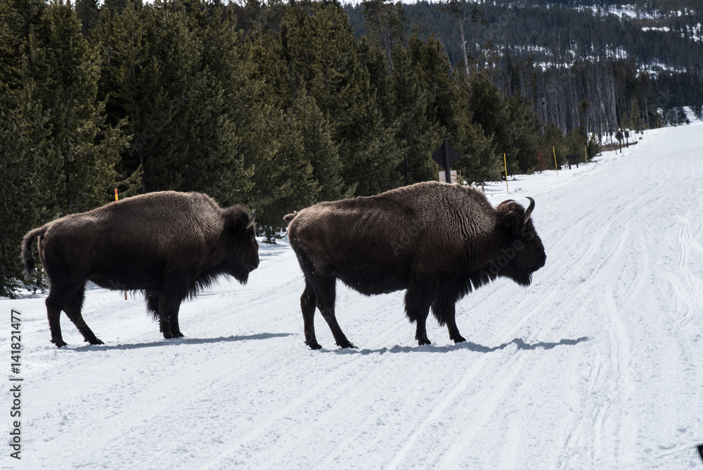 Bison in national park in the winter season Bison in national park in the winter season