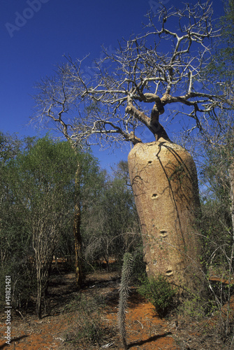 Adansonia fony / Adansonia rubrostipa / Baobab photo