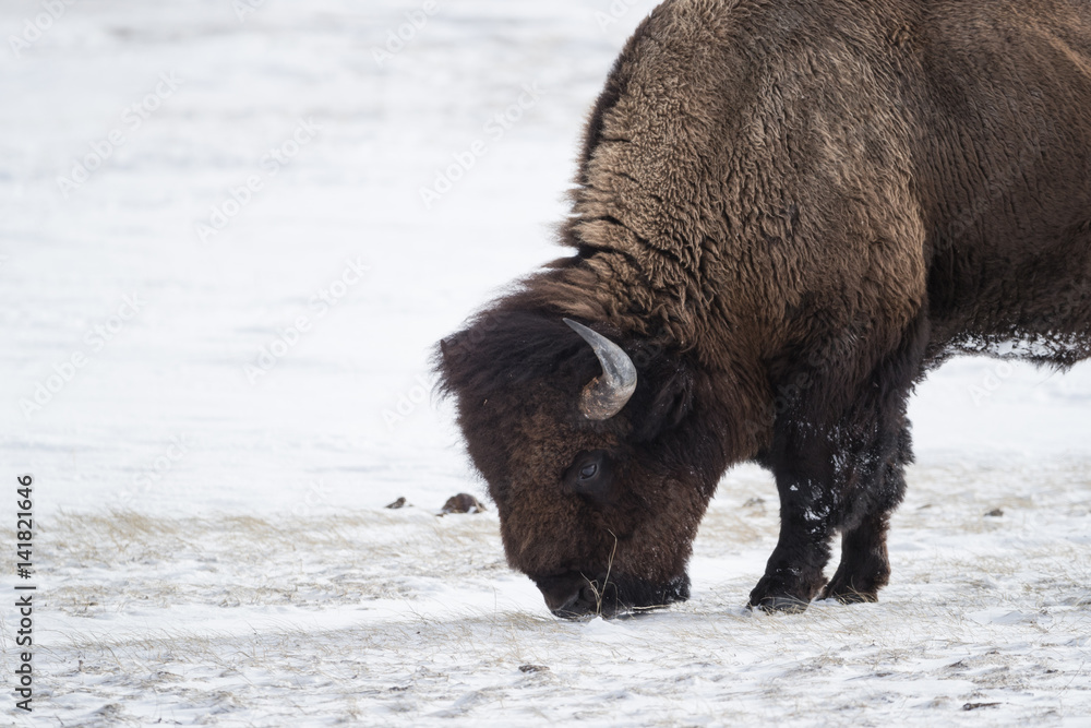 American bison, Yellowstone National Park American bison, Yellowstone National Park