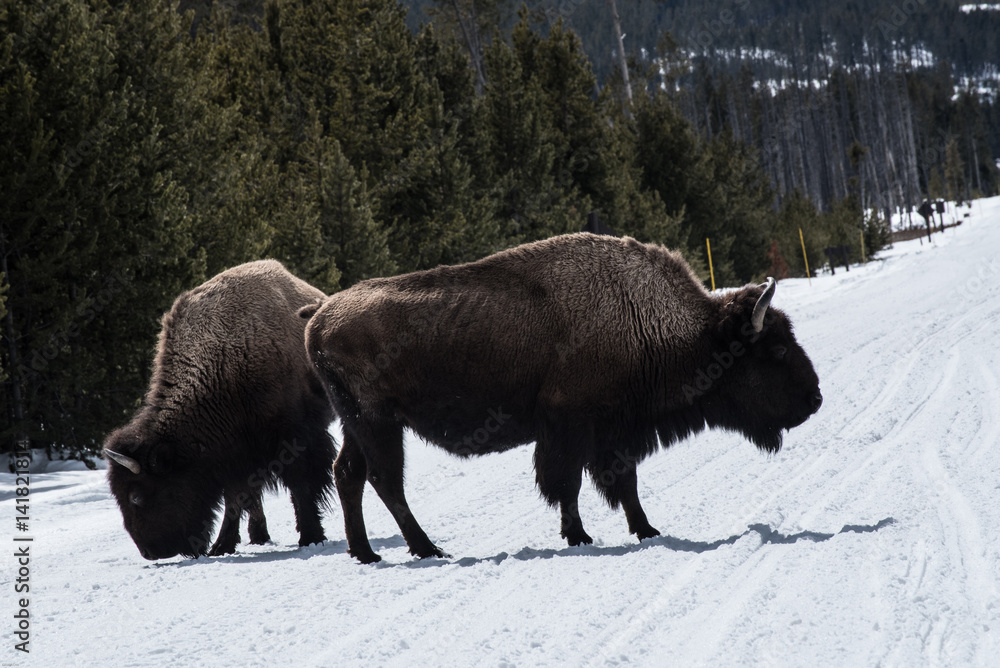 Bison in national park in the winter season Bison in national park in the winter season