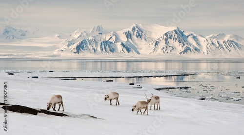 Three reindeers in Colesbay with a fjord and mountains in the back, Spitzbergen, Svalbard, Norway photo