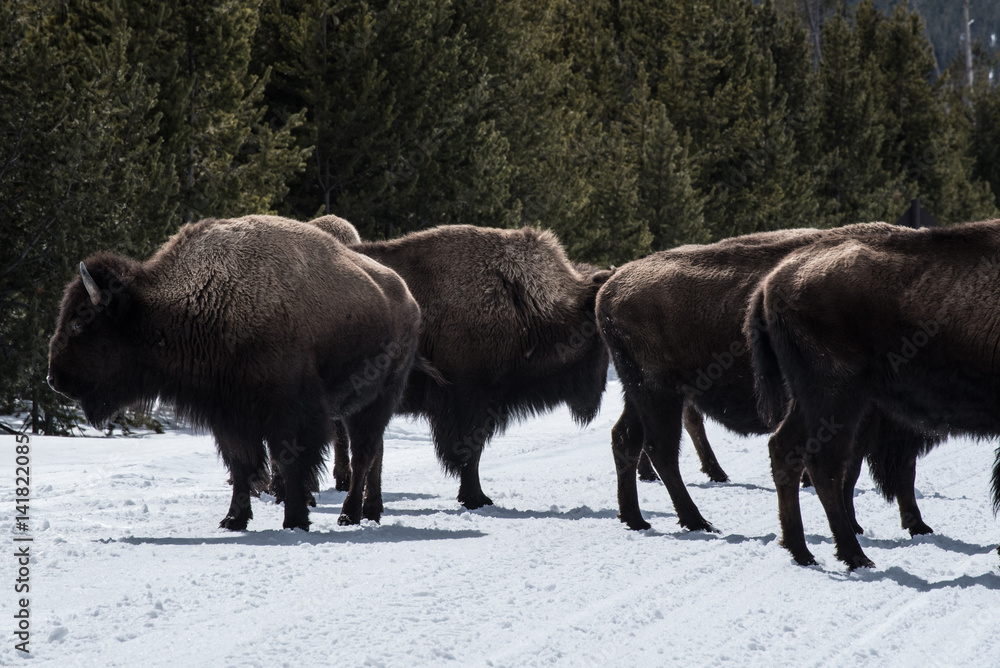 Bison in national park in the winter season Bison in national park in the winter season