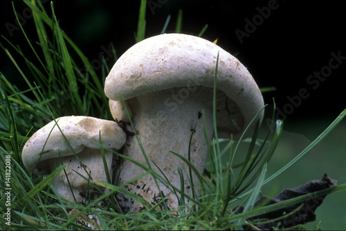 Leucopaxillus paradoxus / Leucopaxille paradoxal photo