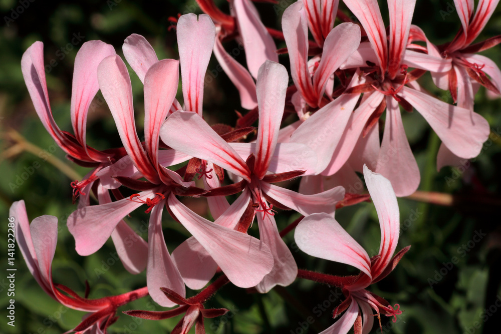 Pelargonium acetosum / Pélargonium