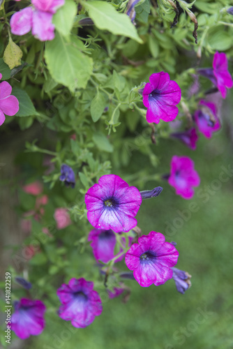 the flower garden park