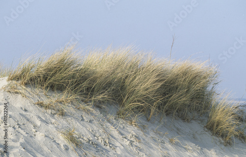 Ammophila arenaria / Oyat photo