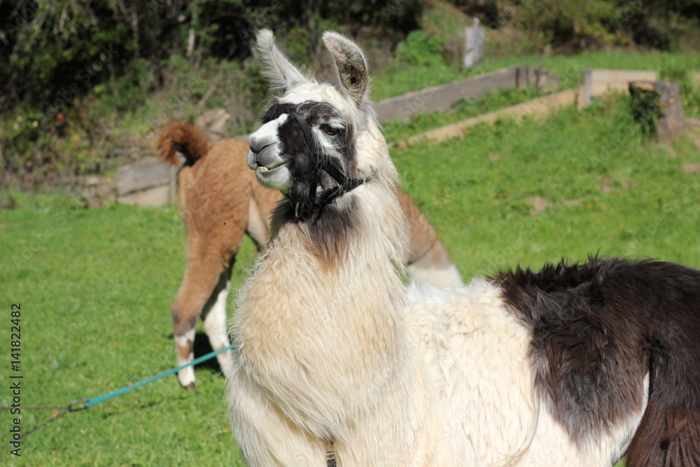 Fototapeta premium White and black llama