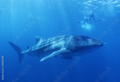 Rhincodon typus / Requin baleine © PIXATERRA