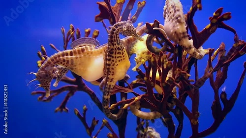 The big-belly seahorse or pot-bellied seahorse, Hippocampus abdominalis, is one of the largest seahorse species in the world with a length of up to 35 cm, and is the largest in Australia. photo