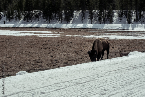 Bison in national park in the winter season © kamolcha