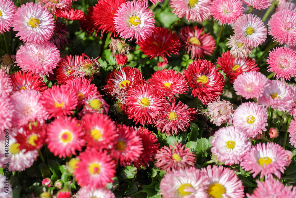 pink daisy