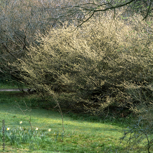 Corylopsis pauciflora photo