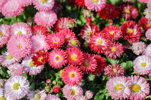 pink daisy © botabateau