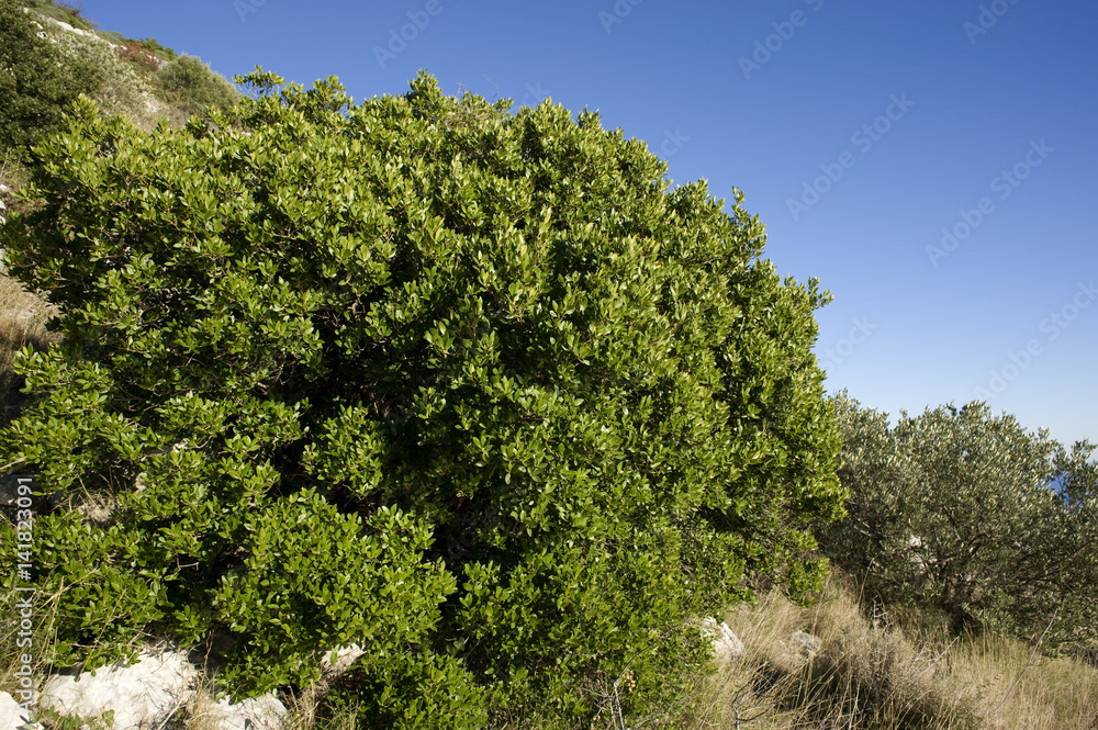 Phillyrea latifolia / Philaria à larges feuilles