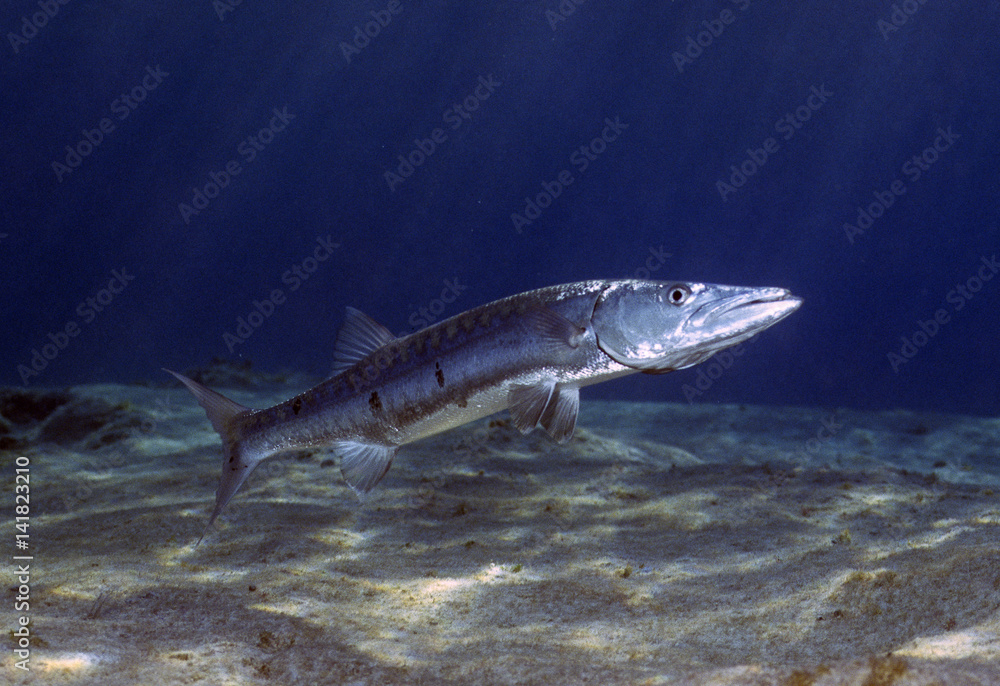 Sphyraena qenie / Barracuda à nageoires noires Sphyraena qenie / Barracuda à nageoires noires