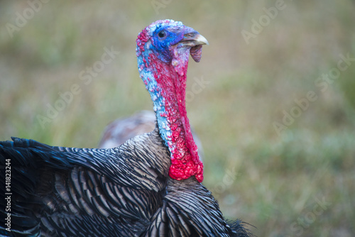 Closeup image of a brightly colored turkey .